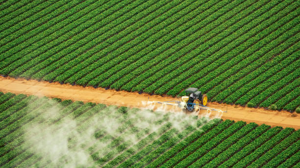 Best Pest Prevention Services  in Sibley, LA