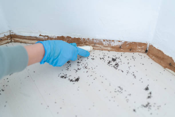 Best Pest Inspection Near Me  in Sibley, LA